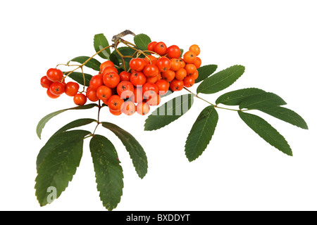 Bunch of red rowan,isolé sur fond blanc Banque D'Images