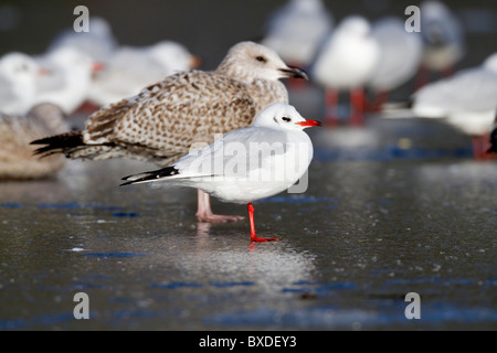 Mouette à tête noire ; Larus ridibundus ; sur la glace ; avec premier hiver goéland argenté Banque D'Images