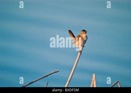 Troglodyte des marais Cistothorus palustris, donnant son affichage territorial. Refuge d'oiseaux migrateurs de la rivière de l'ours, Grand Lac Salé, Utah, USA Banque D'Images
