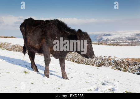 Vache Noire dans la neige ; Cornwall Banque D'Images