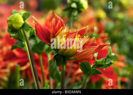 Pétales de Dahlia rouge fleur qui s'épanouit dans la saison d'automne Banque D'Images