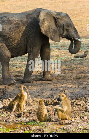 Voir d'éléphants et les babouins jaune vu de pont à Robin Pape Safari Lodge, South Luangwa Valley, Zambie, Afrique Banque D'Images