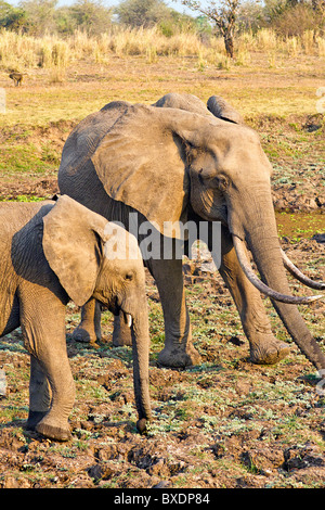 Veau de l'éléphant et les jeunes adultes, vu lors d'un safari dans le parc national de South Luangwa, en Zambie, l'Afrique. Banque D'Images