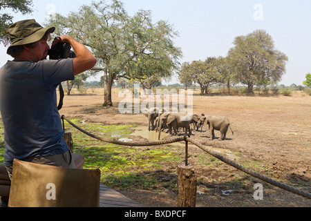 Les éléphants mâles photographies visiteur de pont à Robin Pape Safari Lodge, au sud de la vallée de la Luangwa, en Zambie, l'Afrique. Banque D'Images