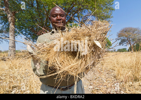 Safari guide montre un gros plan sur le fruit d'un arbre Kigelia africana (saucisse) dans le parc national de South Luangwa, en Zambie Banque D'Images