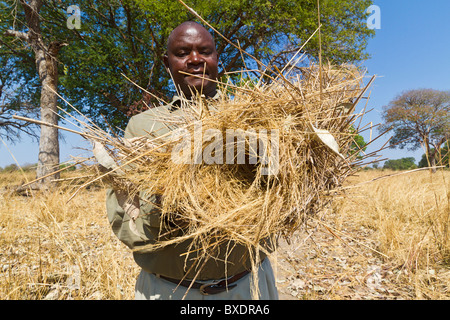 Safari guide montre un gros plan sur le fruit d'un arbre Kigelia africana (saucisse) dans le parc national de South Luangwa, en Zambie Banque D'Images