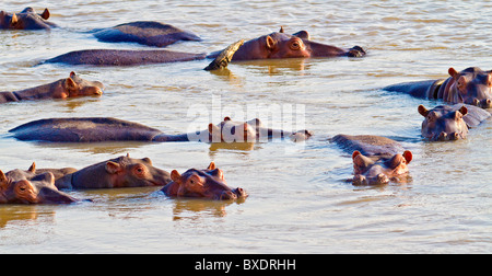 Hippopotames nager dans la Rivière Luangwa à quelques mètres de la Norman Carr Safaris' Kakuli Bush Camp, la Zambie, l'Afrique. Banque D'Images