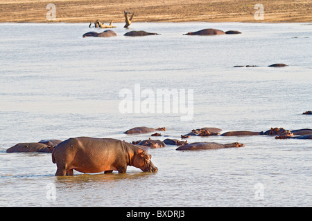 Hippopotames nager dans la Rivière Luangwa à quelques mètres de la Norman Carr Safaris' Kakuli Bush Camp, la Zambie, l'Afrique. Banque D'Images