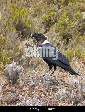 Un blanc d'évacuation-necked raven attend patiemment sur le terrain pour un groupe de randonneurs de terminer leurs restes de pique-nique (et quitter). Banque D'Images