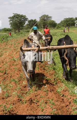 Boeufs labourer un champ extérieur de Dodoma, Tanzanie, Afrique de l'Est. Banque D'Images