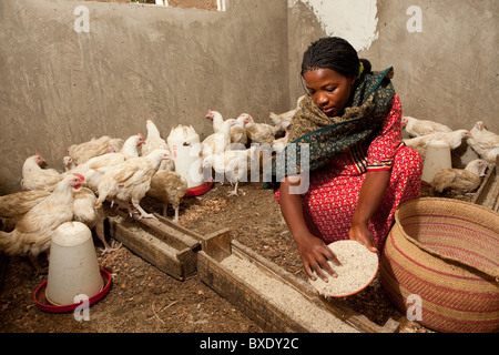 Mme Claria Mwanyika rss ses poules dans Iringa, Tanzanie, Afrique de l'Est. Banque D'Images