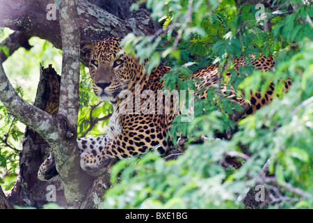 Sri Lanka Léopard, Panthera pardus kotiya sur un tamarinier à Yala NP. Banque D'Images