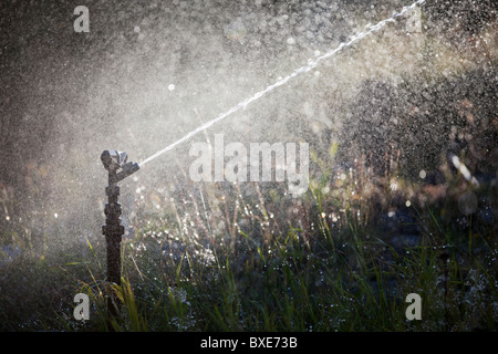 Pulvériser de l'eau gicleurs d'impulsion au jardin Banque D'Images