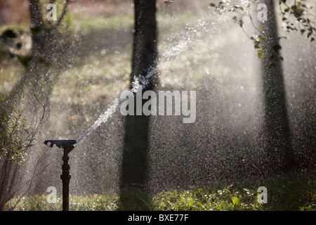 Pulvériser de l'eau sprinkleur à garden Banque D'Images