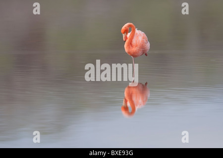 American Flamingo (Phoenicopterus ruber) reposant dans un étang situé sur l'Île Floreana, Galapagos. Banque D'Images