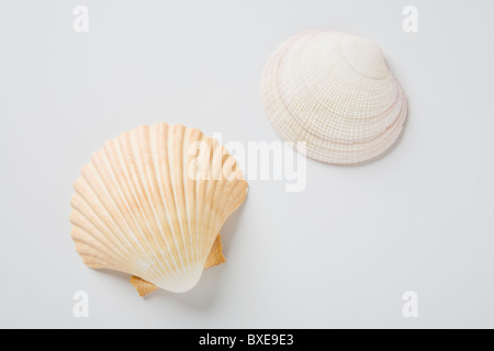 Coquillages de mer Banque D'Images