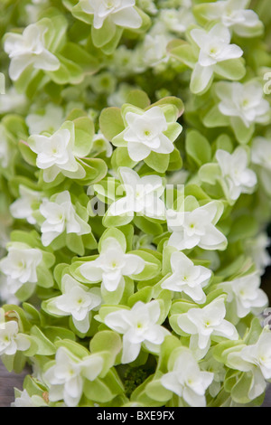 Fleurs hortensia feuille de chêne Banque D'Images