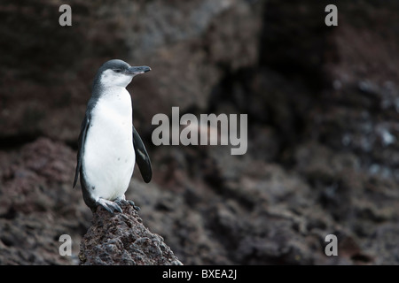 Îles Galápagos (Spheniscus mendiculus), immature, sur l'île Isabela, Galapagos. Banque D'Images