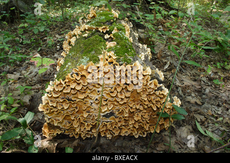 Durée de champignon poussant sur un arbre tombé avec Moss. Midlothian, Virginia Banque D'Images