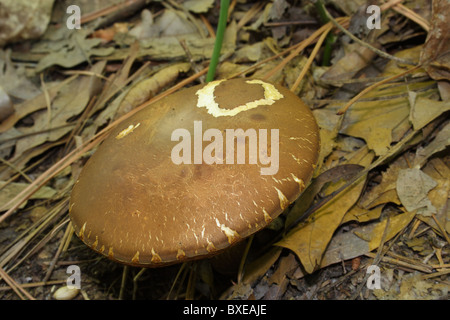 La culture des champignons bolets dans la forêt de feuillus. Midlothian, Virginia Banque D'Images