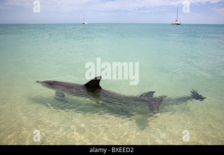 Mère de grands dauphins et de veau à Monkey Mia Shark Bay en Australie de l'Ouest avec des bateaux à l'horizon Banque D'Images