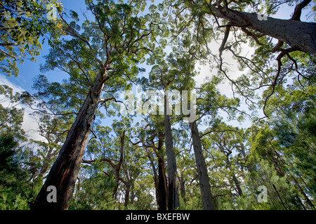 Tingle rouge arbres Eucalyptus jacksonii, à la Vallée des Géants dans le parc national de Walpole Nornalup planeur jusqu'à hauteur de 60 mètres Banque D'Images