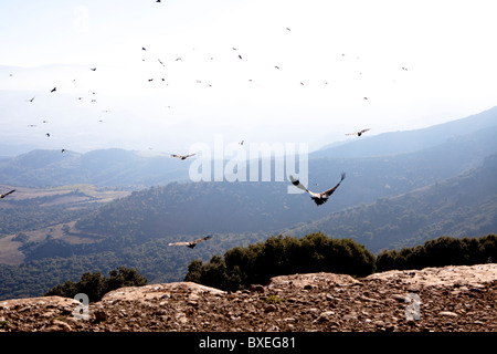 Pyrénées Catalogne Espagne oiseaux Vautours Banque D'Images