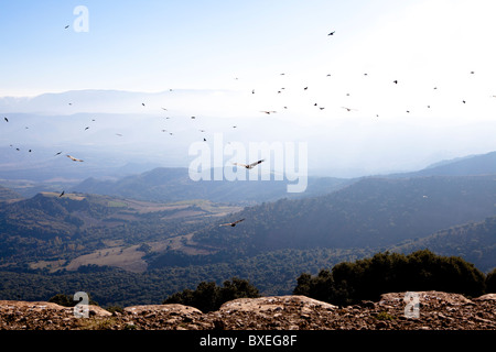 Pyrénées Catalogne Espagne oiseaux Vautours Banque D'Images