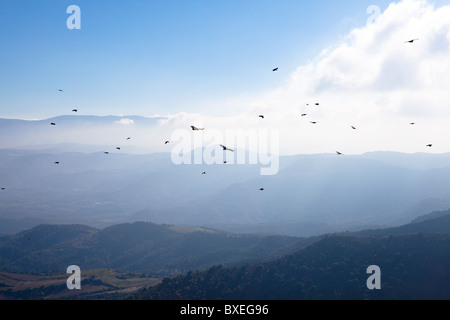 Pyrénées Catalogne Espagne oiseaux Vautours Banque D'Images