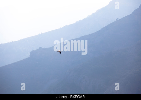 Pyrénées Catalogne Espagne oiseaux Vautours Banque D'Images