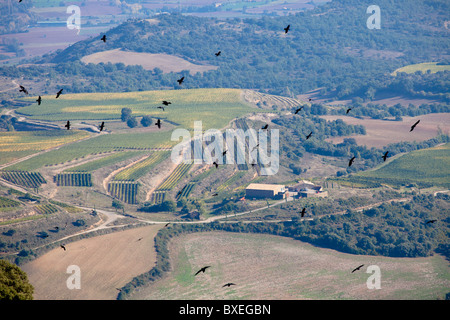 Pyrénées Catalogne Espagne oiseaux Vautours Banque D'Images