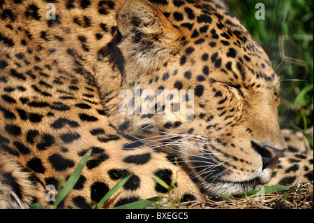 Un léopard s'accroupit, se repose, dort dans un zoo, sur la savane en Afrique's jungle sur Safari. L'attraction de touristes à San Diego. Banque D'Images