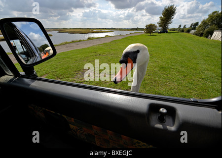 Très sympa Le Cygne tuberculé (Cygnus olor) se moque de la tête à la fenêtre de la voiture pour plus de pain. Nourrir les oiseaux. Banque D'Images