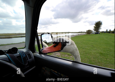 Très sympa Le Cygne tuberculé (Cygnus olor) se moque de la tête à la fenêtre de la voiture pour plus de pain. Nourrir les oiseaux. Banque D'Images