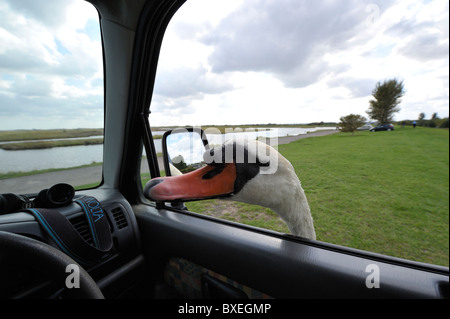 Friendly mute swan (Cygnus olor) se moque de la tête à la fenêtre de la voiture pour plus de pain. Nourrir les oiseaux. Banque D'Images