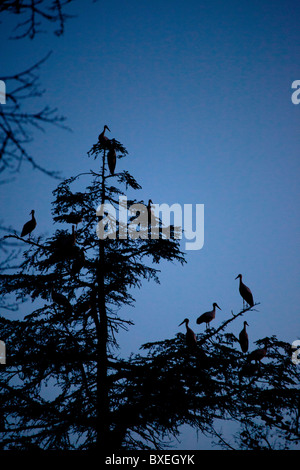 Pyrénées Catalogne Espagne oiseaux Vautours Banque D'Images