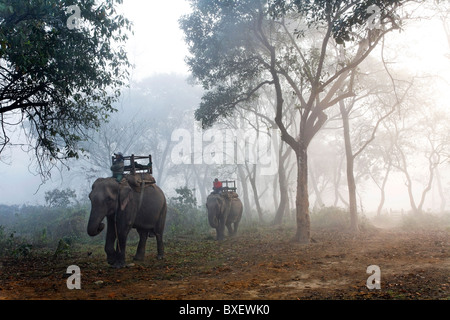 Népal - Parc national de Chitwan - safari à dos d'éléphant Banque D'Images