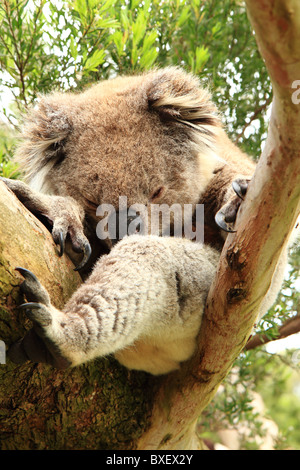 Koala fatigué de dormir sur un arbre Banque D'Images