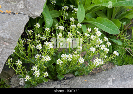 Le scorbut (Cochlaria herbe commune officinalis), en fleurs Banque D'Images