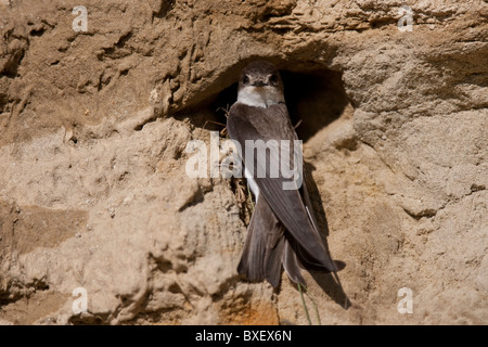 Martin Uferschwalbe, sable, Riparia riparia, en colonie, Bavière, Allemagne Banque D'Images