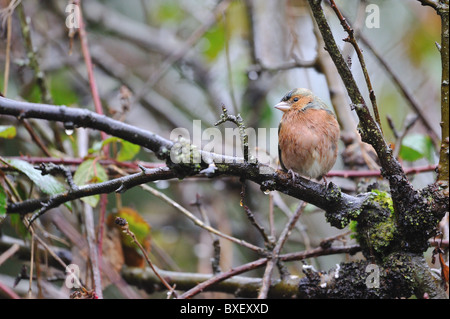 Chaffinch pinson commun européen - (Fringilla coelebs) mâle sur la branche sous de fortes pluies à l'automne Banque D'Images