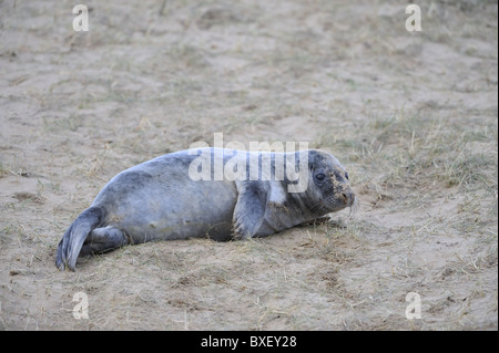 Halychoerus grypus phoque gris (Halichoerus grypus) - pup reposant sur les dunes en hiver - Lincolnshire - Angleterre Banque D'Images