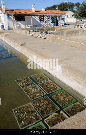 Oyster farm shop et le réservoir de stockage de la Guittiere western France Banque D'Images