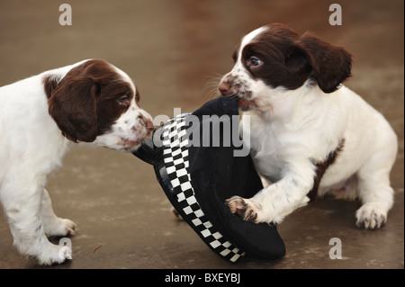 Épagneuls Springer Anglais, jouant avec un chapeau de police, à l'établissement de formation de chien de la Police métropolitaine, Keston, Kent, UK Banque D'Images