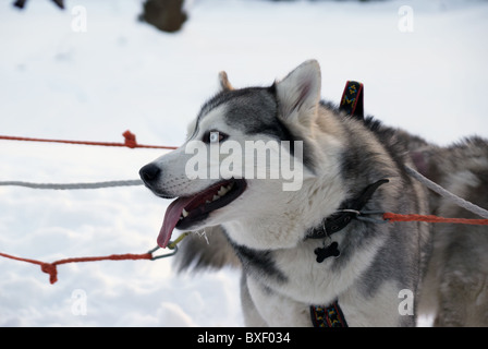 Deux chiens husky de Sibérie - debout dans la neige Banque D'Images