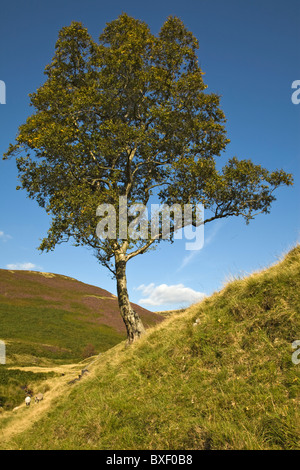 Lone Tree, Broadhead Clough, Pic Noir, le Peak District, Derbyshire Banque D'Images