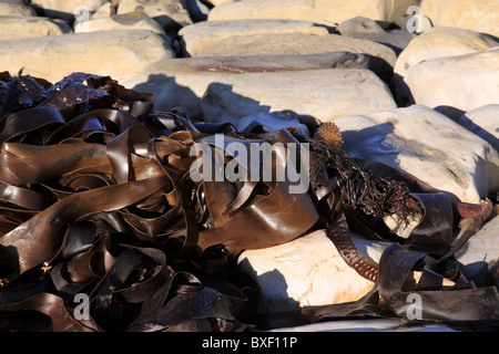 L'algue de varech s'est lavée à terre sur les rochers à marée basse, Kimmeridge Bay, Dorset, Angleterre, Royaume-Uni Banque D'Images