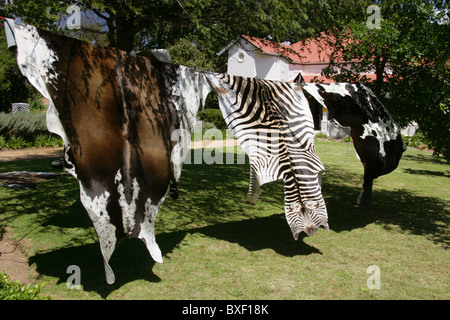 Peaux d'animaux à vendre dans un jardin, Franschhoek, Western Cape, Afrique du Sud. Banque D'Images