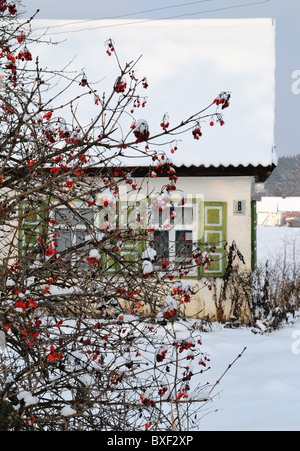 Maison de campagne d'hiver avec Rose Guelder bush en premier plan, l'Ukraine, l'Europe de l'Est Banque D'Images