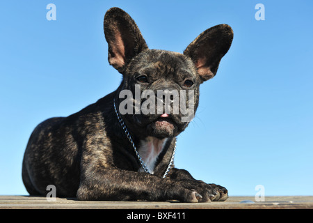 Portrait d'un chiot bouledogue français sur un ciel bleu Banque D'Images